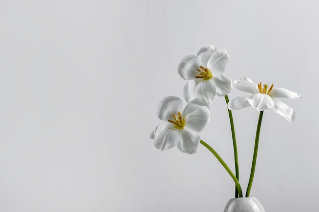 Elegante tulipano insolito Un tulipano aperto Primavera sfondo bianco per il testo