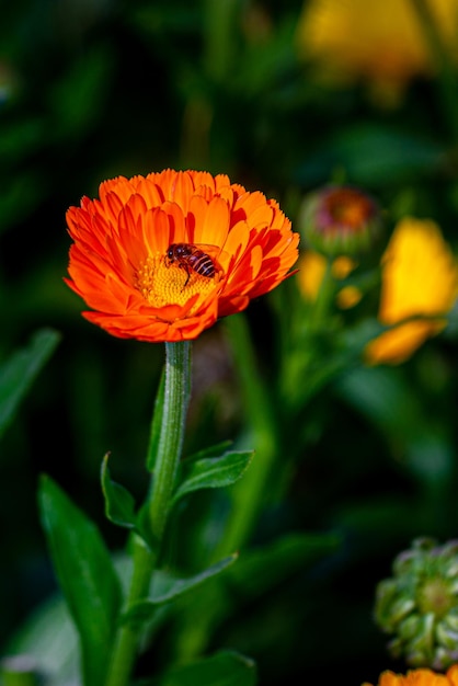 Eleganti fiori di crisantemo arancione da vicino C'è un'ape mellifera su fiori di crisantemo arancione con sfondo verde intenso isolato