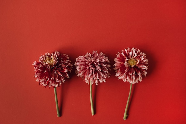 Eleganti fiori rossi dahlia su sfondo rosso Vista dall'alto piatta, composizione floreale delicata semplicità minimalista