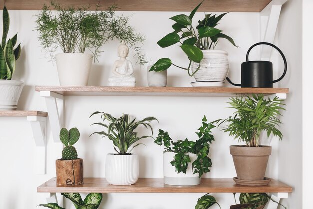 Eleganti piante verdi e annaffiatoio nero su scaffali in legno Arredamento moderno della camera hipster Cactus asparagi dracaena epipremnum pothos edera palma sansevieria in vasi sullo scaffale