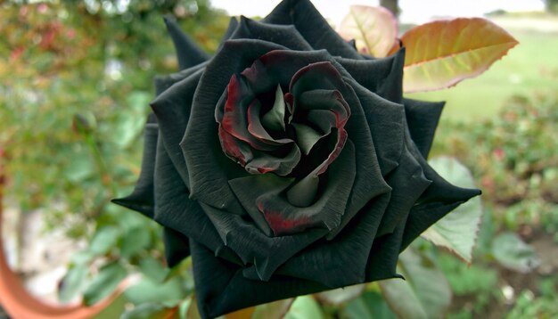 Eleganza enigmatica Foto gratuita di una rosa nera Abbraccia la misteriosa bellezza della rara fioritura della natura