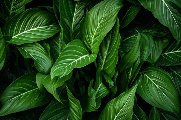 Eleganza tropicale Tessitura astratta vibrante delle foglie di Spathiphyllum Cannifolium in un ambiente naturale