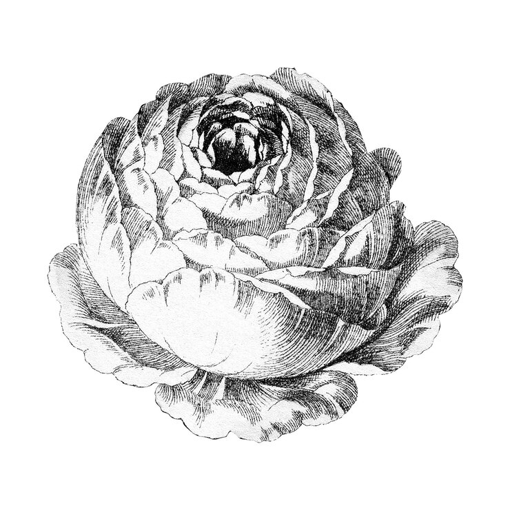 Foto elemento di design del fiore di rosa della provenza di cavolo nero e bianco vintage
