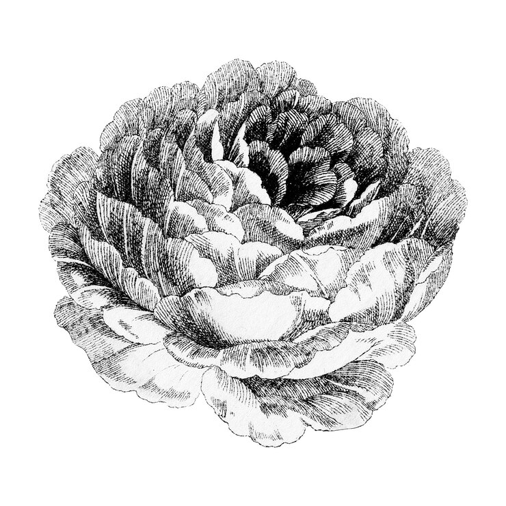 Foto elemento di design del fiore di rosa della provenza di cavolo nero e bianco vintage
