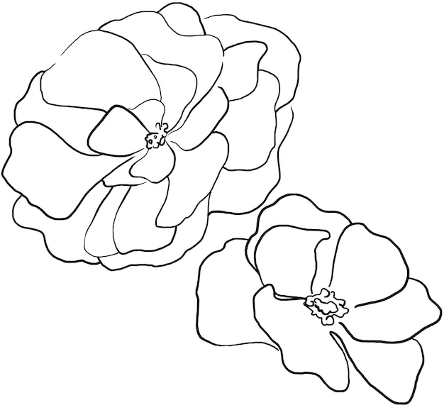 Elemento di illustrazione isolato fiori di peonia contorno nero disegnato a mano