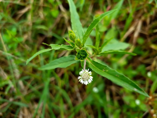 Eleusine indica fiore pianta in zona agricola