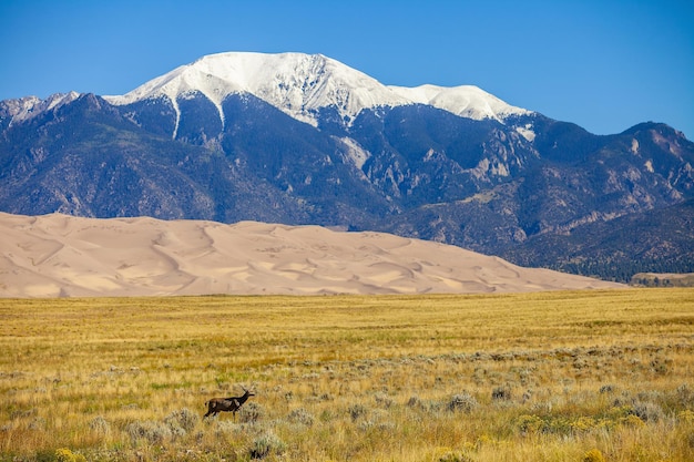 Elk con il Parco Nazionale delle Great Sand Dunes in background Colorado, Stati Uniti