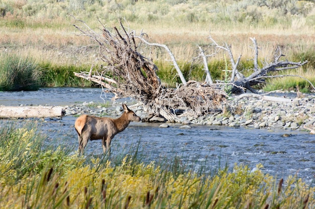 Elk o Wapiti Cervus canadensis in piedi in un fiume