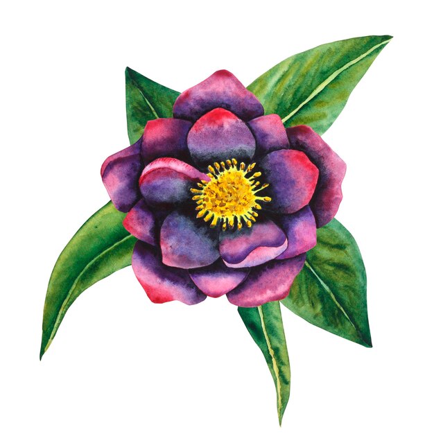 Elleboro nero Acquerello fiore botanico nei colori nero e viola con foglie Disegno a mano per carte inviti tessuti e prodotti cartacei