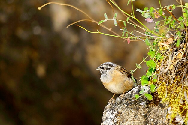 Emberiza calandra - Il triguero è una specie di uccello passeriforme della famiglia Emberizidae.