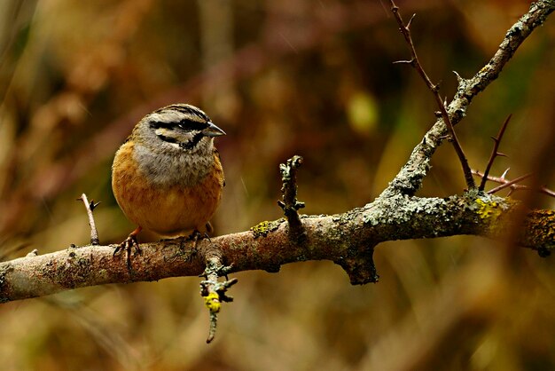 Emberiza calandra - Il triguero è una specie di uccello passeriforme della famiglia Emberizidae.