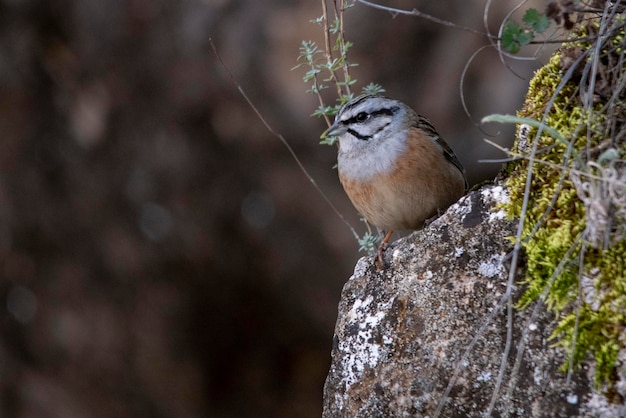 Emberiza calandra - Il triguero è una specie di uccello passeriforme della famiglia Emberizidae.