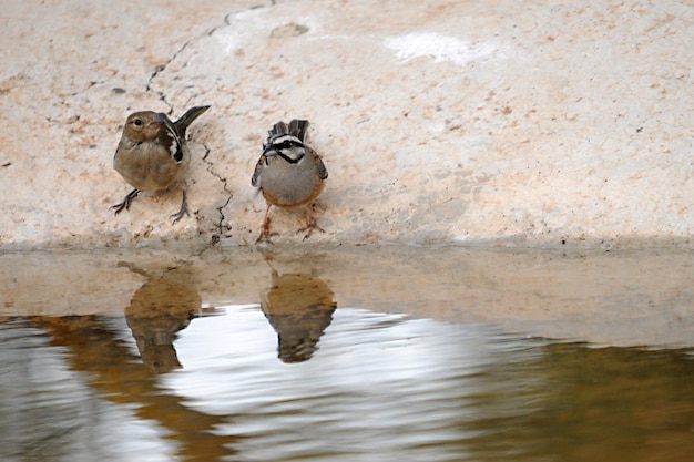 Emberiza cia lo zigolo di montagna è una specie di uccello passeriforme della famiglia scribale