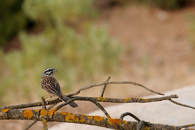 Emberiza cia lo zigolo di montagna è una specie di uccello passeriforme della famiglia scribale