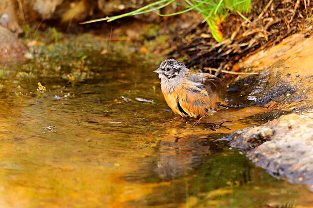 Emberiza cia lo zigolo di montagna è una specie di uccello passeriforme della famiglia scribale