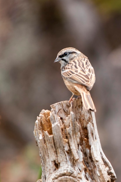 Emberiza cia lo zigolo di montagna è una specie di uccello passeriforme della famiglia scribale