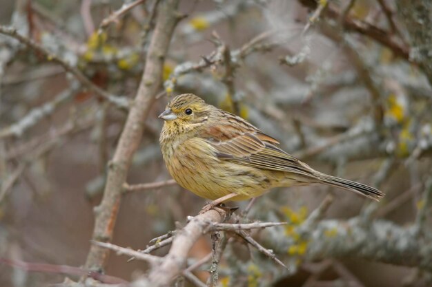 Emberiza cirlus el escribano soteno o es un ave passeriforme de la familia emberizidae