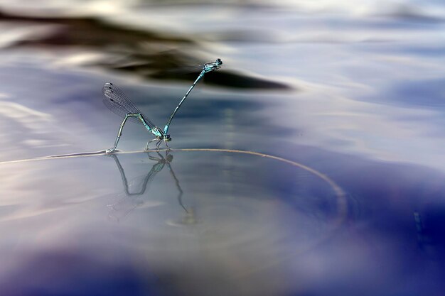 Emerald Damselfly sulla superficie dell'acqua