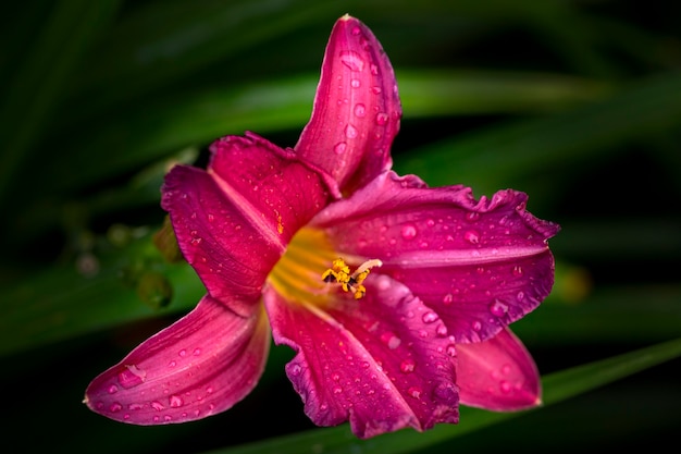 Emerocallide rosa brillante Hemerocallis nel giardino estivo Giardinaggio paesaggistica fiori perenni