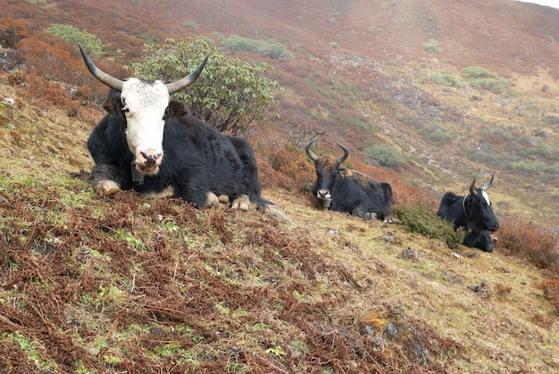 Emirati Arabi Uniti in montagna