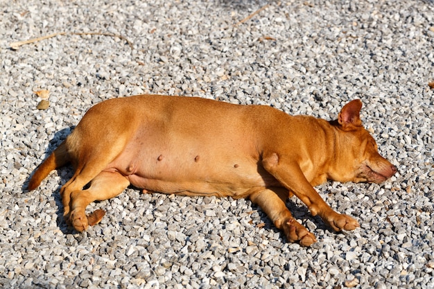 Emozioni del cane della Tailandia