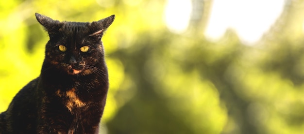 Emozioni di gatto meditabondo, banner di gatto randagio serio su una foto di sfondo giallo della natura