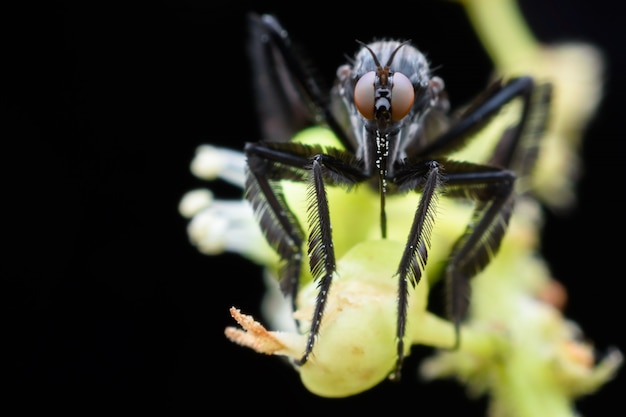 Empididae che raccoglie la melata dal fiore