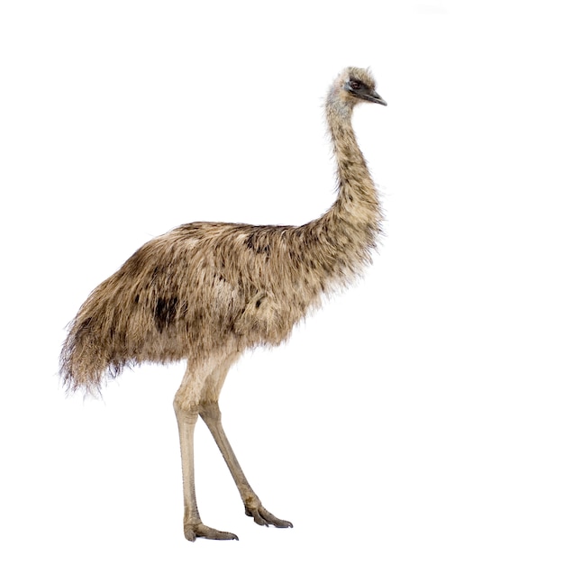 Emu di fronte a uno sfondo bianco