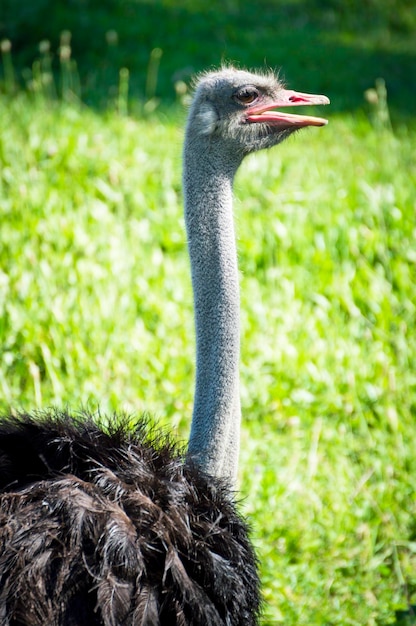 Emu