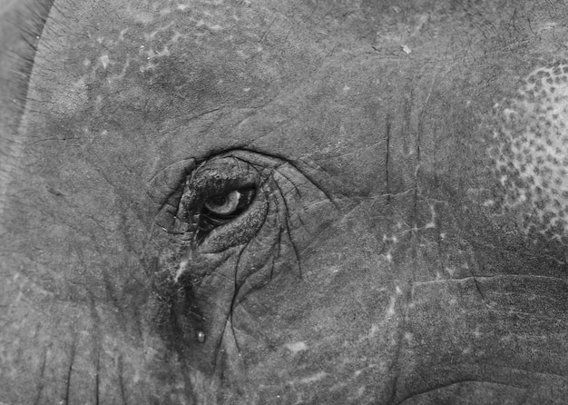 En occhio di elefante e lacrima da vicino. Guarda triste.Elefante con la lacrima nel suo occhio.Catturare la vita selvaggia. Emozioni animali.stile immagine in bianco e nero