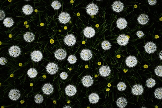 Enchanting Dandelions in a Garden Cattura la bellezza della natura con eleganza stilistica