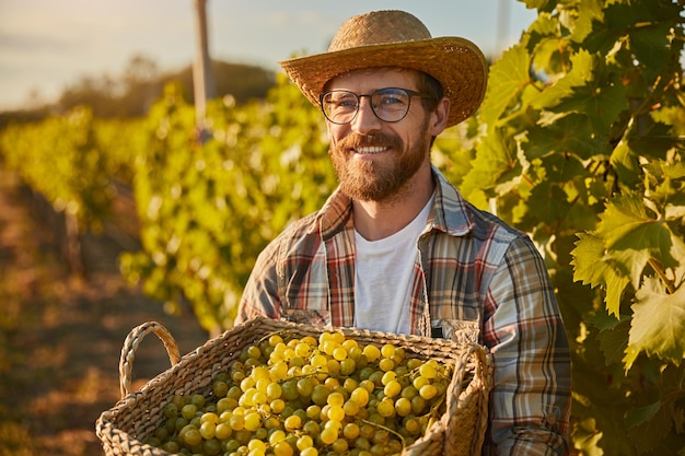 Enologo sorridente che raccoglie uva in campagna