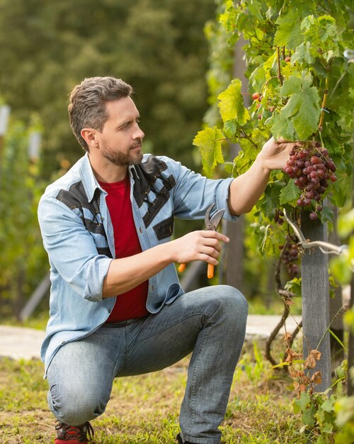 Enologo taglio vite con uva da giardino forbici