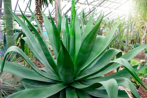 Enorme agave che cresce nel deserto tra la sabbia e le pietre