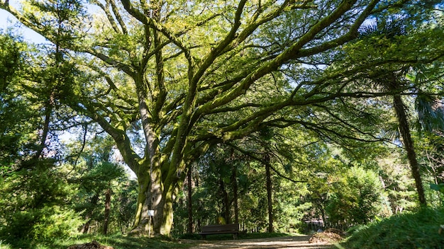 Enorme albero antico coperto di muschio al sole, Arboretum a Sukhum, Abkhazia.