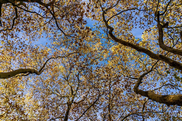 Enorme albero autunnale con foglie gialle nel parco