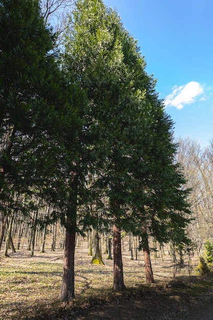 Enorme albero di cedro nella foresta delle montagne dei Carpazi Ucraina