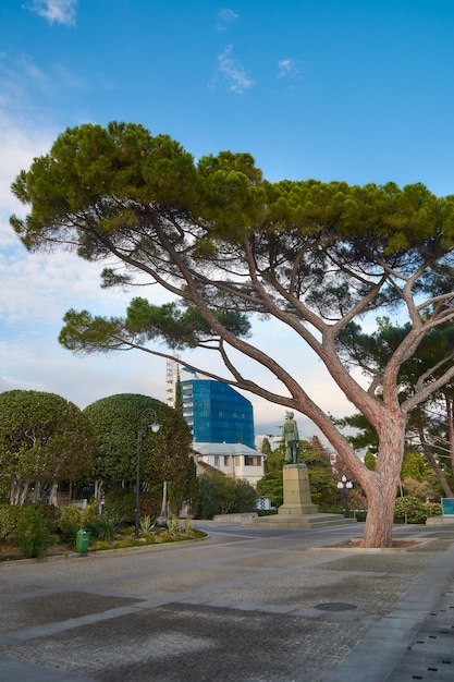 Enorme albero nel parco