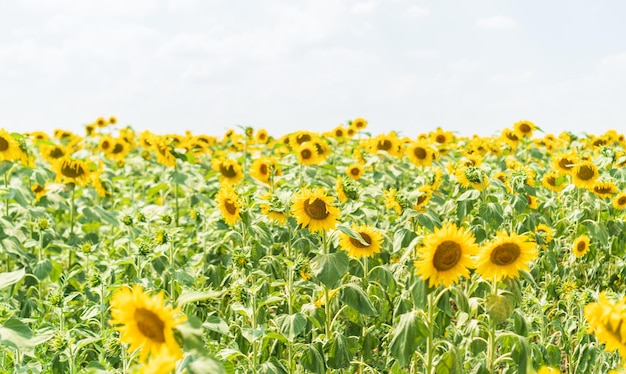 Enorme campo di girasoli in crescita