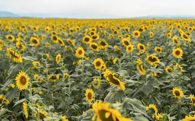 Enorme campo di girasoli in crescita