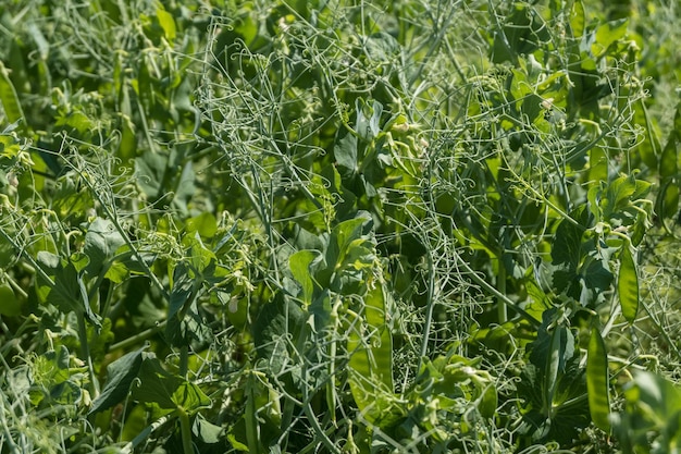 Enorme campo di piselli