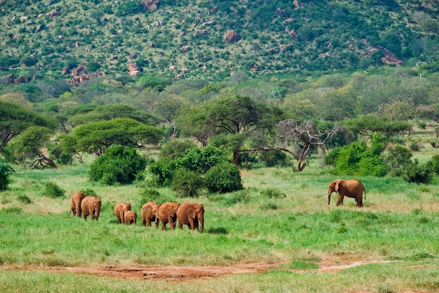 Enorme elefante africano maschio