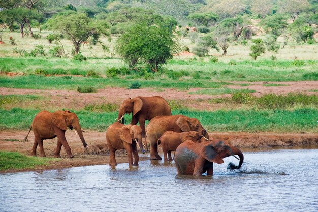 Enorme elefante africano maschio