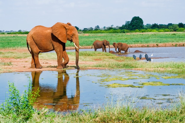 Enorme elefante africano maschio