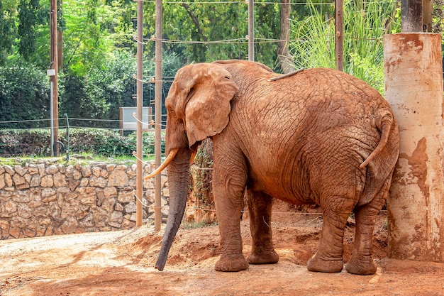 Enorme elefante nel parco safari