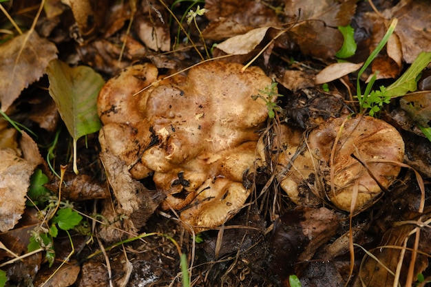 Enorme fungo lepista nuda anche clitocybe nuda legno fungo blewit nella foresta autunnale giorno fungo fungo nella foresta