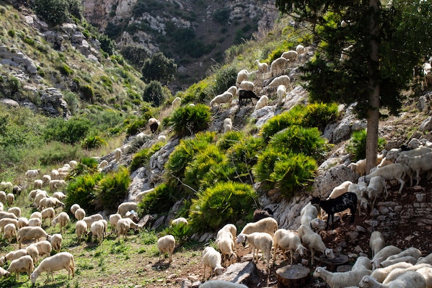 Enorme gregge di pecore e capre.