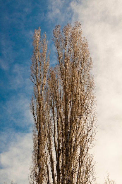 Enorme Populus alba isolato sul cielo blu e bianco.