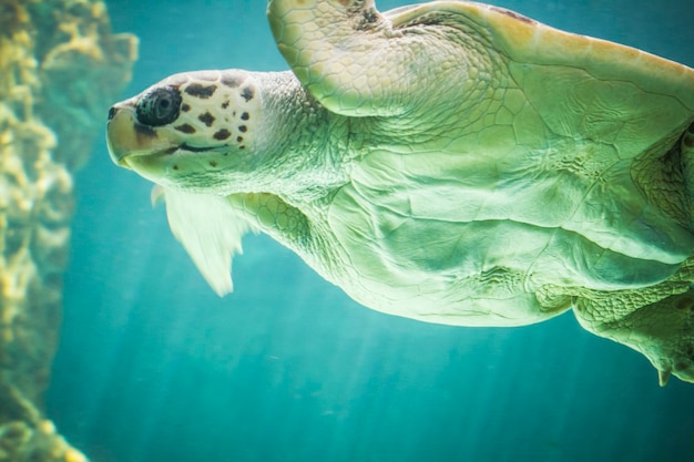 enorme tartaruga che nuota sotto il mare