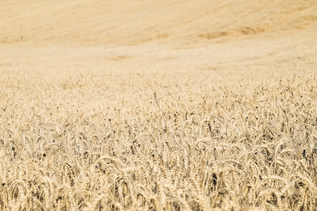 Enorme terreno agricolo con pane di mais